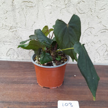 Load image into Gallery viewer, #103 Anthurium Midnight Velvet with 6 x Heads!