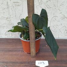 Load image into Gallery viewer, #103 Anthurium Midnight Velvet with 6 x Heads!
