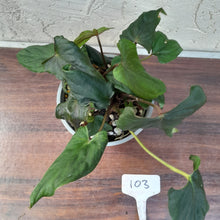 Load image into Gallery viewer, #103 Anthurium Midnight Velvet with 6 x Heads!