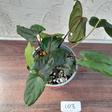 Load image into Gallery viewer, #103 Anthurium Midnight Velvet with 6 x Heads!