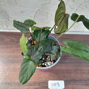 #103 Anthurium Midnight Velvet with 6 x Heads!