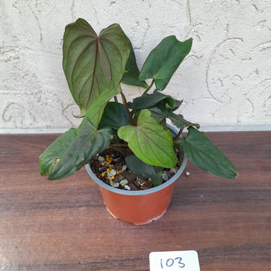 #103 Anthurium Midnight Velvet with 6 x Heads!