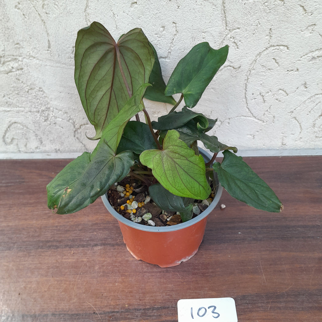 #103 Anthurium Midnight Velvet with 6 x Heads!
