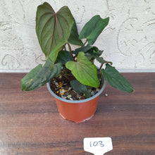Load image into Gallery viewer, #103 Anthurium Midnight Velvet with 6 x Heads!