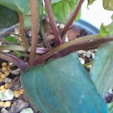 Load image into Gallery viewer, #103 Anthurium Midnight Velvet with 6 x Heads!
