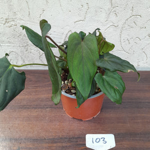 #103 Anthurium Midnight Velvet with 6 x Heads!