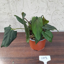 Load image into Gallery viewer, #103 Anthurium Midnight Velvet with 6 x Heads!