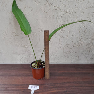 #283 Anthurium Fissum / NOID