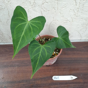 #141 Anthurium Leuconeurum