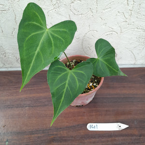 #141 Anthurium Leuconeurum