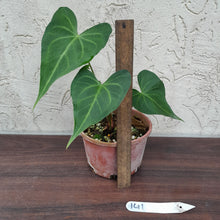 Load image into Gallery viewer, #141 Anthurium Leuconeurum