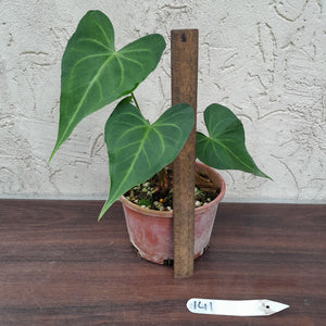 #141 Anthurium Leuconeurum