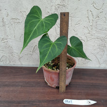 Load image into Gallery viewer, #141 Anthurium Leuconeurum