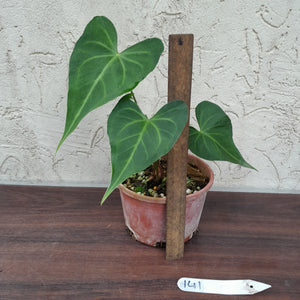 #141 Anthurium Leuconeurum