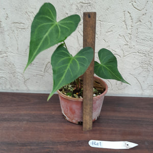 #141 Anthurium Leuconeurum