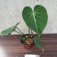 Load image into Gallery viewer, #D Philodendron Gloriosum