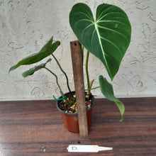 Load image into Gallery viewer, #D Philodendron Gloriosum