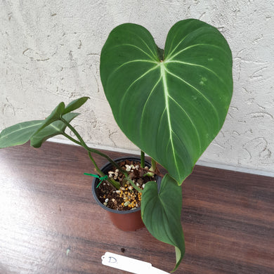 #D Philodendron Gloriosum