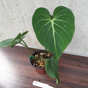 #D Philodendron Gloriosum