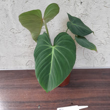 Load image into Gallery viewer, #D Philodendron Gloriosum