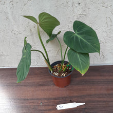 Load image into Gallery viewer, #D Philodendron Gloriosum