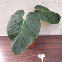 Load image into Gallery viewer, #22 Large Philodendron Majestic