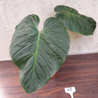 #22 Large Philodendron Majestic