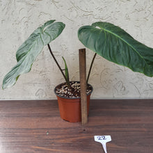 Load image into Gallery viewer, #22 Large Philodendron Majestic