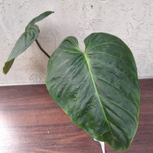 Load image into Gallery viewer, #22 Large Philodendron Majestic