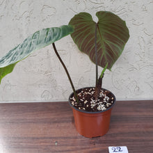 Load image into Gallery viewer, #22 Large Philodendron Majestic