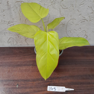 #145 Philodendron Golden Erubescens