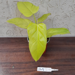 #145 Philodendron Golden Erubescens