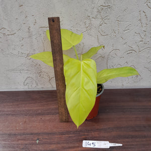 #145 Philodendron Golden Erubescens