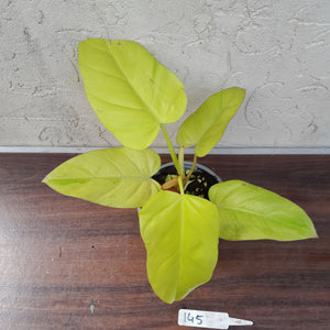 #145 Philodendron Golden Erubescens