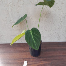 Load image into Gallery viewer, #136 Philodendron Glorious