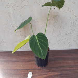 #136 Philodendron Glorious
