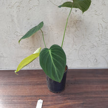 Load image into Gallery viewer, #136 Philodendron Glorious