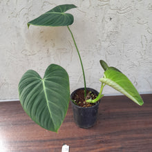 Load image into Gallery viewer, #136 Philodendron Glorious