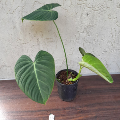 #136 Philodendron Glorious