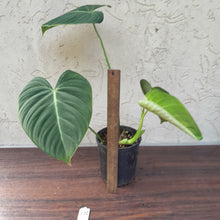 Load image into Gallery viewer, #136 Philodendron Glorious