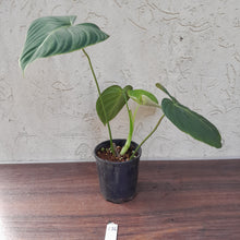Load image into Gallery viewer, #136 Philodendron Glorious