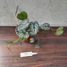 Load image into Gallery viewer, #170 Philodendron Brandtianum