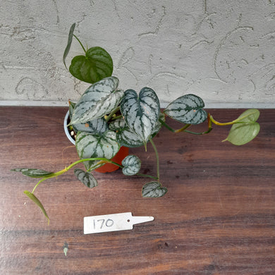 #170 Philodendron Brandtianum
