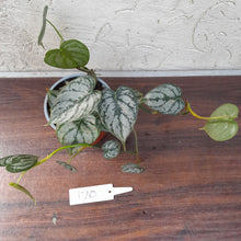 Load image into Gallery viewer, #170 Philodendron Brandtianum
