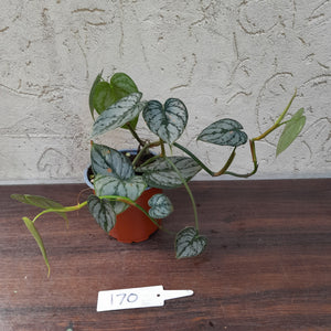 #170 Philodendron Brandtianum