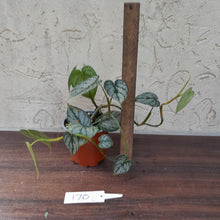 Load image into Gallery viewer, #170 Philodendron Brandtianum