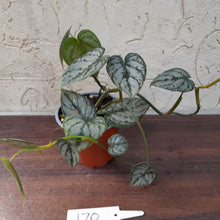 Load image into Gallery viewer, #170 Philodendron Brandtianum