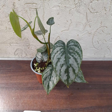 #119 Philodendron Brandtianum