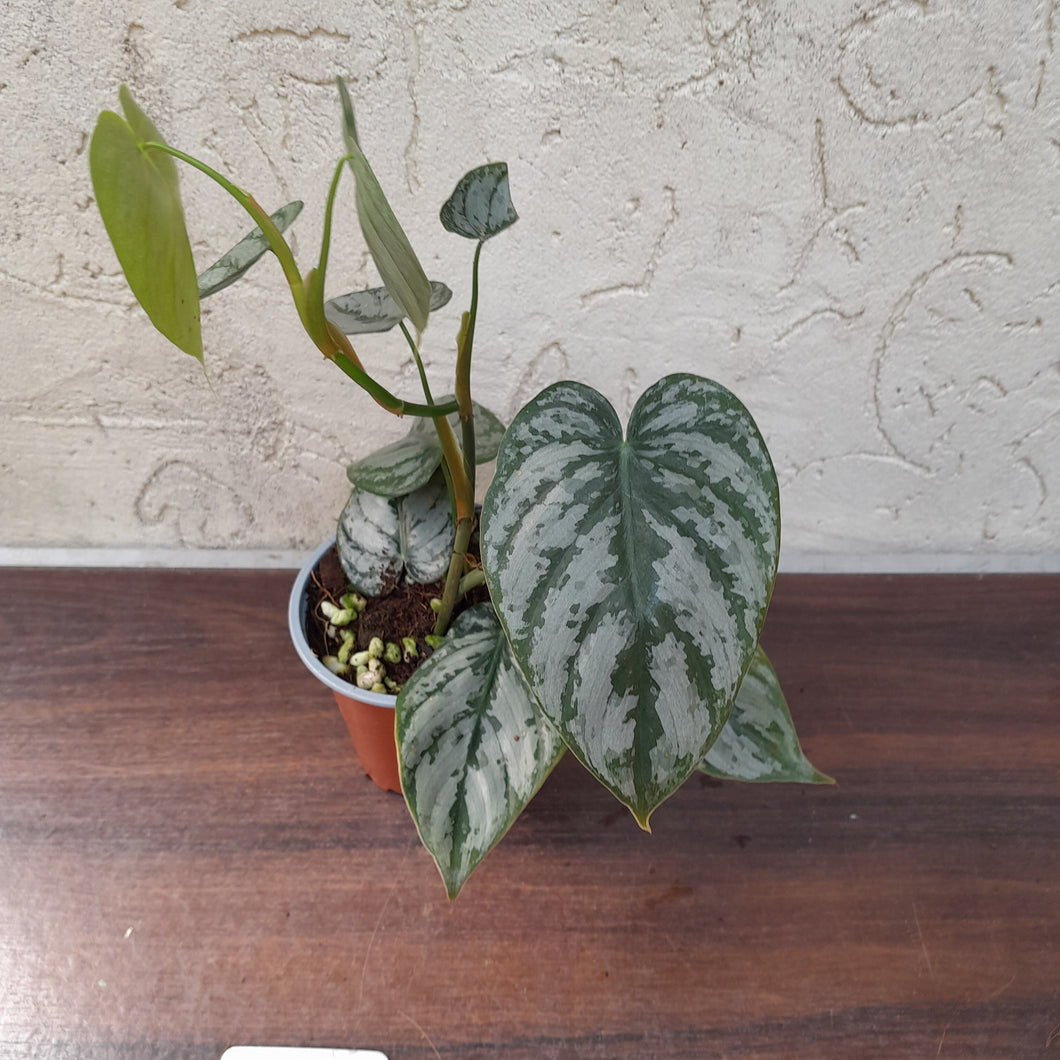 #119 Philodendron Brandtianum