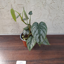 Load image into Gallery viewer, #119 Philodendron Brandtianum